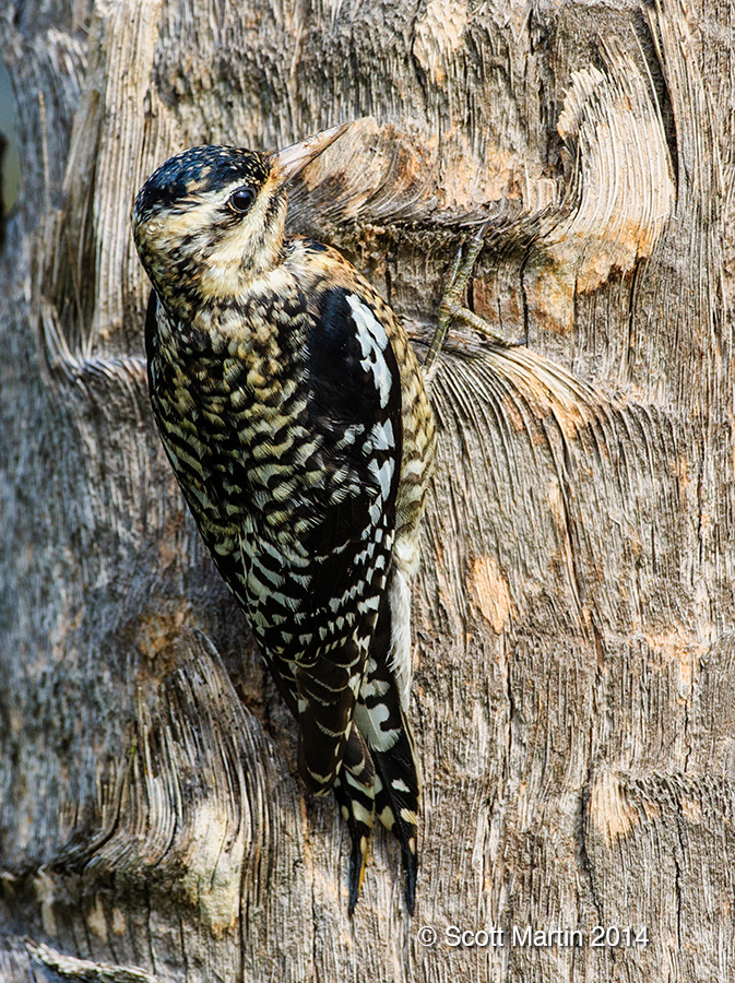 Yellow-bellied Sapsucker 05