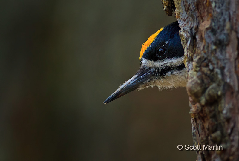 Black-backed Woodpecker 01