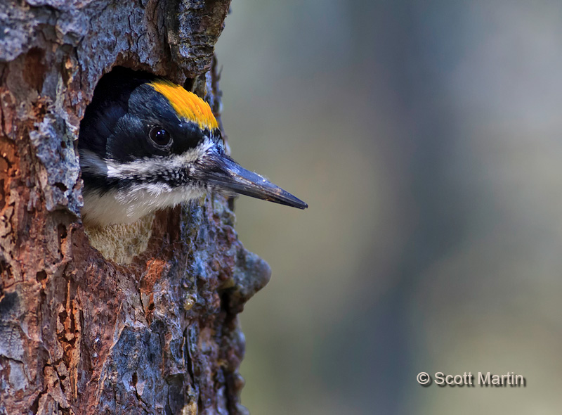 Black-backed Woodpecker 02