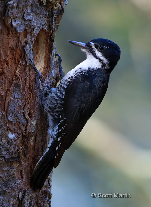 Black-backed Woodpecker 03