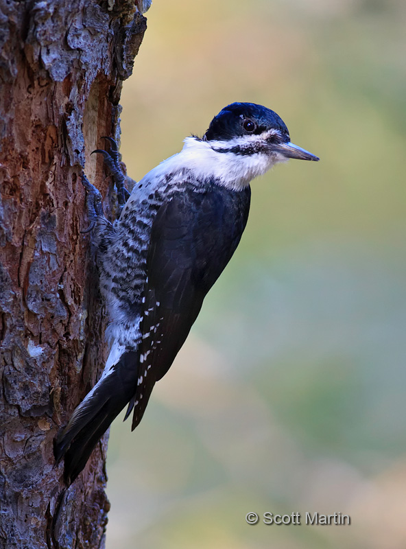 Black-backed Woodpecker 04