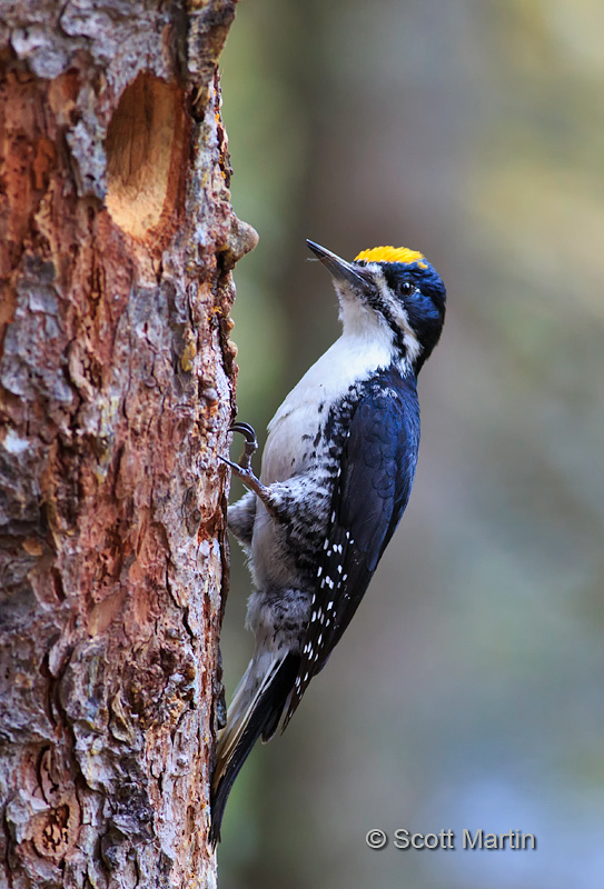 Black-backed Woodpecker 08