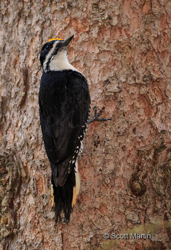 Black-backed Woodpecker 12