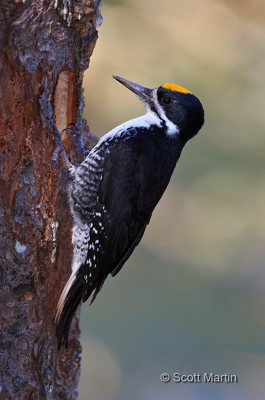 Black-backed Woodpecker 10