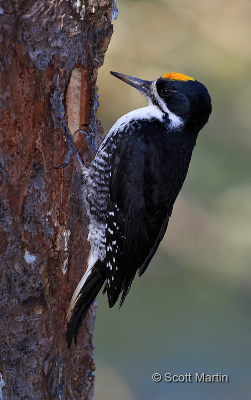 Black-backed Woodpecker 11