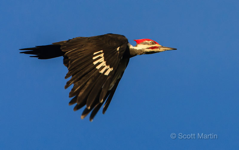 Pileated Woodpecker 03