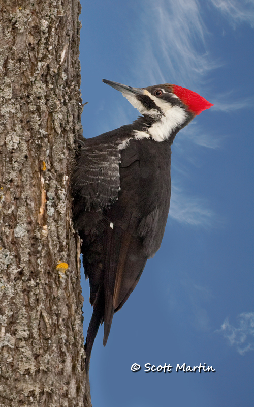 Pileated Woodpecker 01