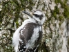 hairy-juvenile