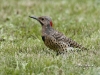 northern-flicker-01