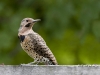 northern-flicker-02