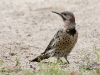 northern-flicker-03