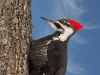 Pileated Woodpecker 01