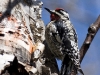 yellow-bellied-sapsucker-03