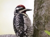 yellow-bellied-sapsucker-01
