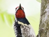 yellow-bellied-sapsucker-02