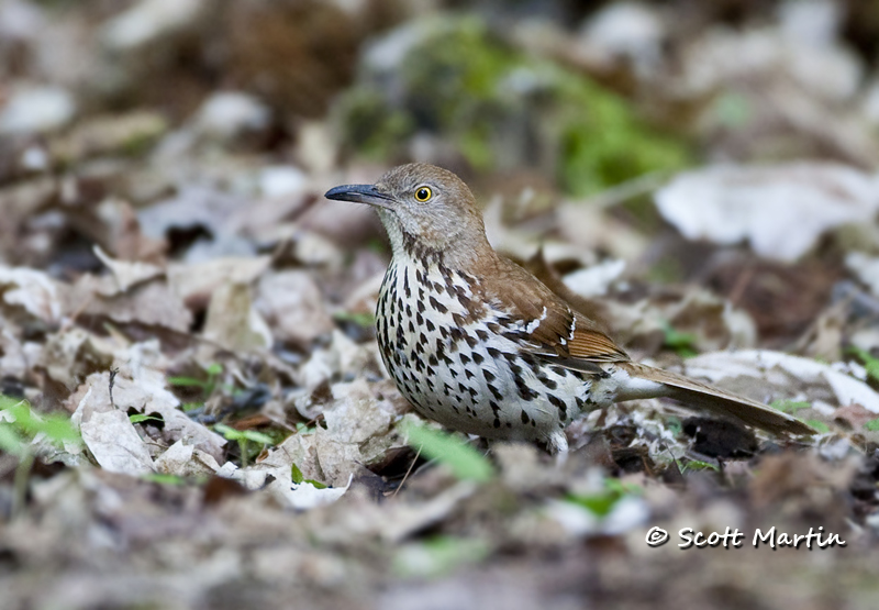 brown-thrasher-01