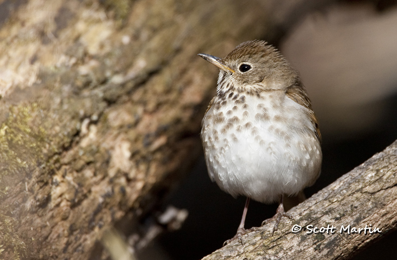 hermit-thrush-04