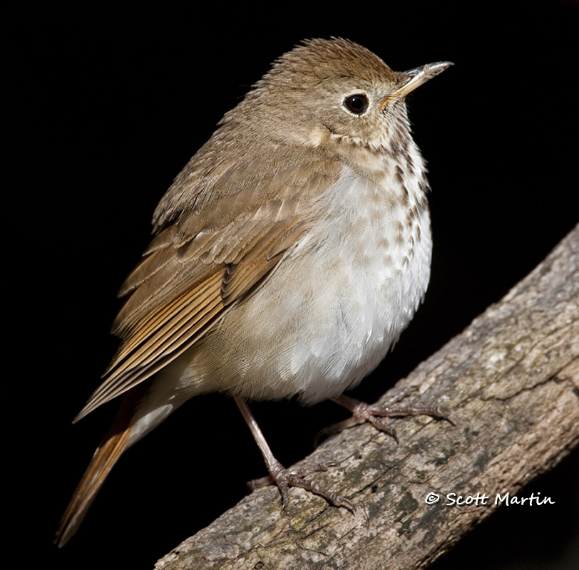 hermit-thrush-06