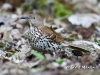 brown-thrasher-01
