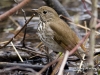 hermit-thrush-02