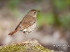 hermit-thrush-03