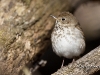 hermit-thrush-04