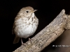hermit-thrush-05