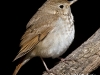 hermit-thrush-06