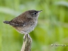 house-wren-01