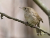 house-wren-02House, Wren