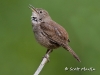 house-wren-03