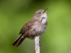 house-wren-04