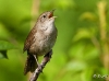 house-wren-05