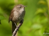 house-wren-06