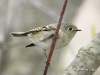 kinglet-01