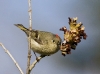 kinglet-02