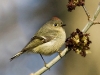 kinglet-03