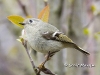 kinglet-04