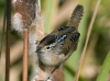 marsh-wren-01