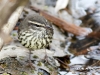 northern-waterthrush-01