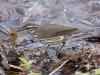 northern-waterthrush-02