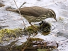northern-waterthrush-03