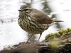 northern-waterthrush-04