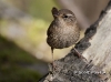 winter-wren-01