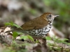 wood-thrush-01