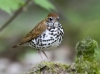 wood-thrush-02