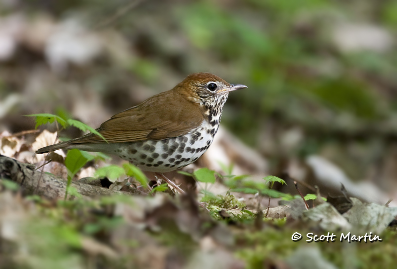 wood-thrush-01