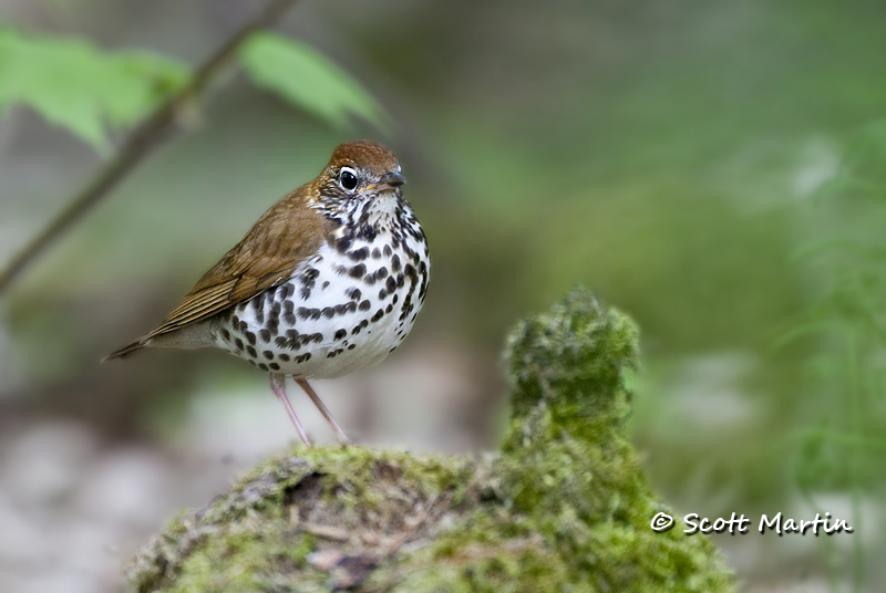 wood-thrush-02