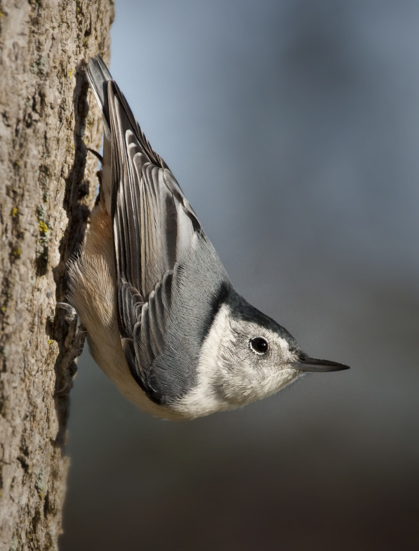 White Breasted Nuthatch