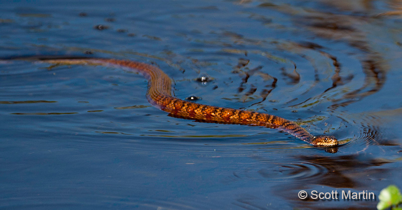 Banded Water Snake